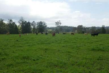 Farm For Sale - NSW - Lismore - 2480 - NORTH COAST BREEDER PROPERTY  (Image 2)