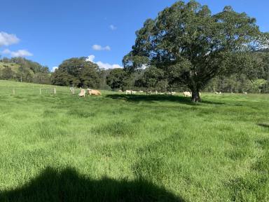 Farm For Sale - NSW - Kyogle - 2474 - 320 ACRES WITH 2KMS OF CREEK FRONTAGE  (Image 2)