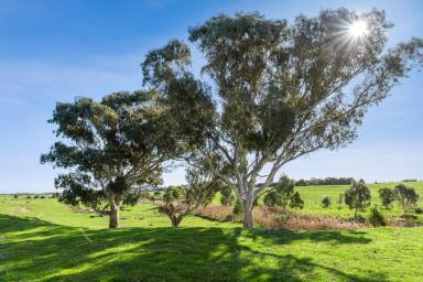 Farm For Sale - VIC - Freshwater Creek - 3217 - Stunning Exclusive Location on the Surf Coast  (Image 2)