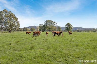 Farm For Sale - NSW - Glen Martin - 2321 - Rich Grazing Land, River Frontage & Lifestyle Opportunity Awaits!  (Image 2)