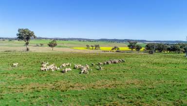 Farm For Sale - NSW - Goolma - 2852 - Productive Property Midway Between Mudgee, Wellington & Dubbo  (Image 2)