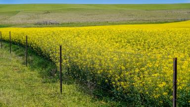 Farm Auction - NSW - Goolma - 2852 - Productive Property Midway Between Mudgee, Wellington & Dubbo  (Image 2)