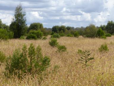 Farm Auction - QLD - St George - 4487 - Secure Breeding Country with Highway Frontage  (Image 2)