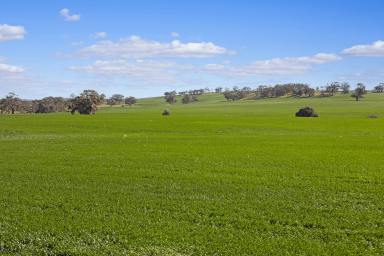 Farm Auction - SA - Auburn - 5451 - Highly Productive Farming In Renowned Area  (Image 2)