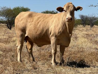"HELEN DOWNS", Julia Creek QLD 4823