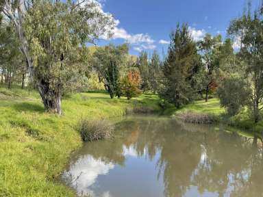 Farm For Sale - NSW - Inverell - 2360 - 'Salta' MOTIVATED VENDOR - LOOKING TO RELOCATE  (Image 2)