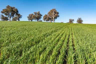 Farm For Sale - NSW - Greenethorpe - 2809 - EXCELLENT FARMING & GRAZING COUNTRY!  (Image 2)