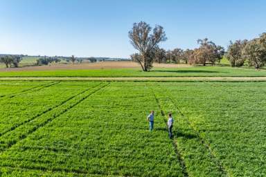 Farm For Sale - NSW - Greenethorpe - 2809 - EXCELLENT FARMING & GRAZING COUNTRY!  (Image 2)