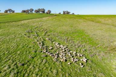 Farm For Sale - NSW - Greenethorpe - 2809 - EXCELLENT FARMING & GRAZING COUNTRY!  (Image 2)