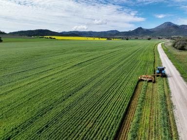 Farm Auction - NSW - Narrabri - 2390 - Couradda - Jewel of the Couradda Valley  (Image 2)