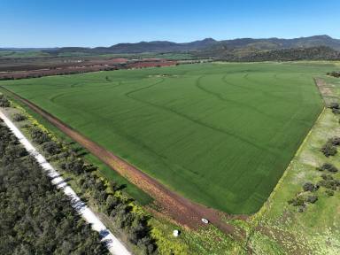 Farm Auction - NSW - Narrabri - 2390 - Couradda - Jewel of the Couradda Valley  (Image 2)