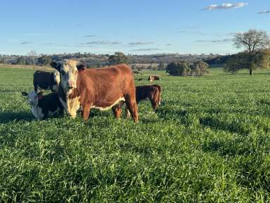 Farm For Sale - NSW - Coolah - 2843 - "Jemalong" Picturesque, Productive & Primed For Your Livestock  (Image 2)