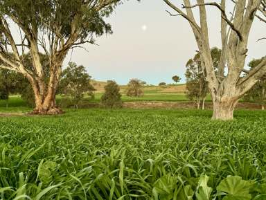 Farm For Sale - NSW - Coolah - 2843 - "Jemalong" Picturesque, Productive & Primed For Your Livestock  (Image 2)