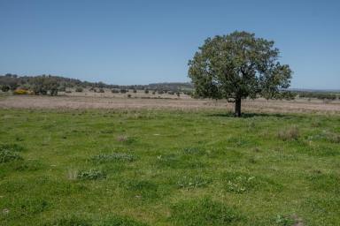 Farm For Sale - NSW - Somerton - 2340 - "Twickenham" 420 Acres Grazing/Farming  (Image 2)