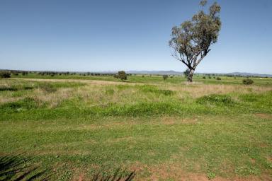 Farm For Sale - NSW - Somerton - 2340 - "Twickenham" 420 Acres Grazing/Farming  (Image 2)