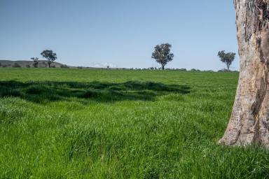 Farm For Sale - NSW - Garoo - 2340 - "Lucella", Outstanding Grazing Property Just South of Tamworth  (Image 2)