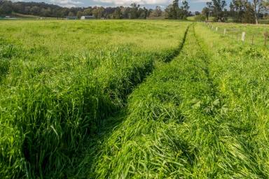 Farm For Sale - NSW - Garoo - 2340 - "Lucella", Outstanding Grazing Property Just South of Tamworth  (Image 2)