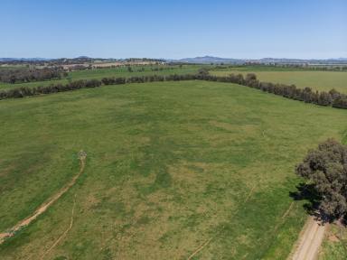 Farm For Sale - NSW - Calala - 2340 - Highly Sought-After Grazing & Lifestyle Opportunity  (Image 2)