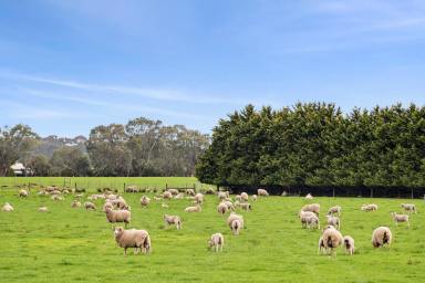 Farm For Sale - VIC - Mannerim - 3222 - Peace, Productivity and Proximity on the Bellarine  (Image 2)