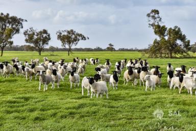 Farm For Sale - SA - Keith - 5267 - More Rain Downs  (Image 2)