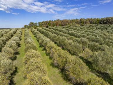 Farm For Sale - NSW - Bumbaldry - 2794 - &apos;Terran Grove&apos; Olive Grove - 320  (Image 2)