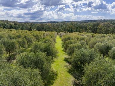 Farm For Sale - NSW - Bumbaldry - 2794 - &apos;Terran Grove&apos; Olive Grove - 320  (Image 2)