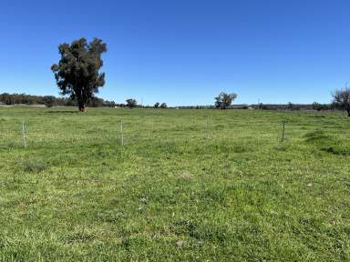 Farm For Sale - NSW - Binnaway - 2395 - River Grazing  (Image 2)