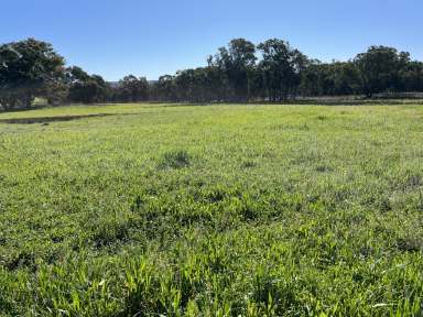 Farm For Sale - NSW - Binnaway - 2395 - River Grazing  (Image 2)