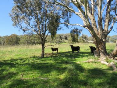 Farm For Sale - NSW - Nundle - 2340 - "Oakleigh" Something Special -  Picturesque | Fertile |  Productive |  Water Abundance  (Image 2)