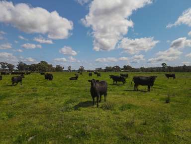 Farm Auction - NSW - Forbes - 2871 - Lifestyle and Production at its Best  (Image 2)