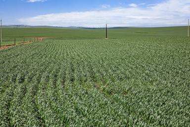 Farm For Sale - SA - Mintaro - 5415 - Expand Your Cropping Enterprise - 3 Year Lease  (Image 2)