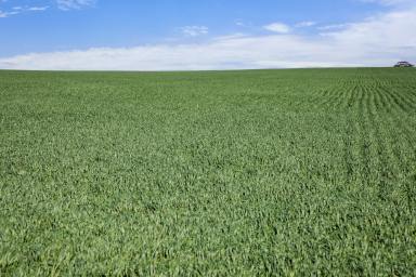 Farm For Sale - SA - Mintaro - 5415 - Expand Your Cropping Enterprise - 3 Year Lease  (Image 2)