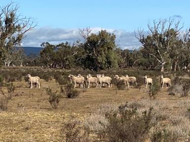 Farm For Sale - SA - Sedan - 5353 - Affordable large parcel of peace, nature and tranquility (99.2 Ha - 248 Ac).  (Image 2)