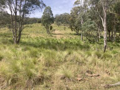 Farm For Sale - NSW - Cassilis - 2329 - Weekend Adventure!  (Image 2)