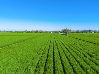 Farm For Sale - NSW - Tucki Tucki - 2480 - Organic 46 Hectare Farm with Wilson River Frontage  (Image 2)