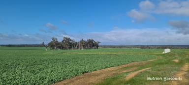 Farm For Sale - WA - Frankland River - 6396 - Very reliable productive broadacre property. As good as it gets in farming!  (Image 2)