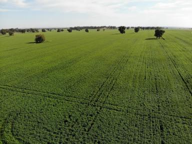 Farm For Sale - NSW - Bogan Gate - 2876 - Productive Mixed Farm Offering True Enterprise Flexibility  (Image 2)