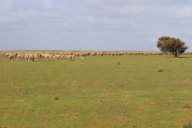 Farm For Sale - SA - Marama - 5307 - GREAT VALUE, OPEN BARLEY COUNTRY, HEALTHY GRAZE, SOWN FEED  (Image 2)