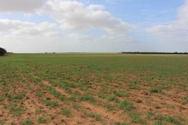 Farm For Sale - SA - Marama - 5307 - GREAT VALUE, OPEN BARLEY COUNTRY, HEALTHY GRAZE, SOWN FEED  (Image 2)