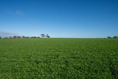 Farm For Sale - WA - Katanning - 6317 - Glenrowan, 209 Washington Road, Katanning - property with excellent soil types  (Image 2)