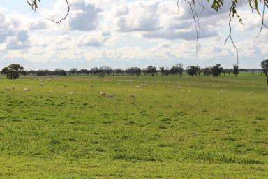 Farm For Sale - SA - Buckingham - 5270 - "Majestic View" - Great Mix of High Production Grazing, Views, Viable Rural Lifestyle  (Image 2)