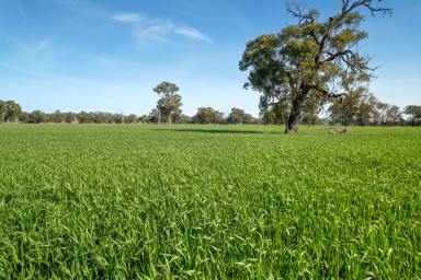 Farm Auction - VIC - Springhurst - 3682 - 100 Acre Blank Canvass - Your Dreams Await!  (Image 2)