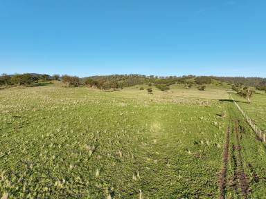 Farm For Sale - NSW - Scone - 2337 - "Park Heights" Views Productivity & Potential  (Image 2)