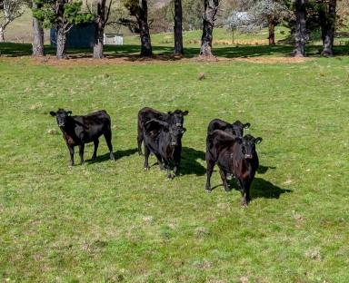 Farm For Sale - NSW - Taralga - 2580 - "WILLOWVALE Farms" At Yalbraith  (Image 2)