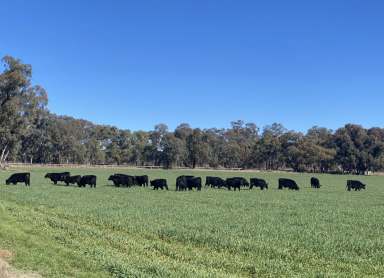 Farm For Sale - NSW - Coolah - 2843 - Lifestyle Investment minutes from town!  (Image 2)