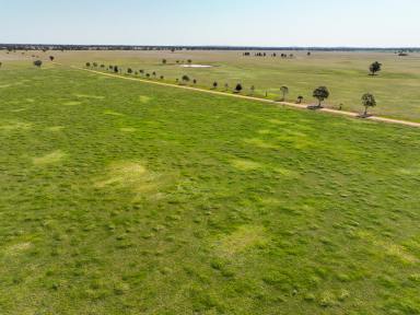 Farm For Sale - NSW - West Wyalong - 2671 - Broadacre Mixed Farming with Scale  (Image 2)