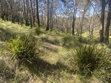 Farm For Sale - NSW - Oberon - 2787 - "Enchanted Forest" - Adventure Awaits  (Image 2)