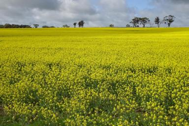 Farm For Sale - WA - Hillside - 6312 - Productive Farm Close to Town  (Image 2)