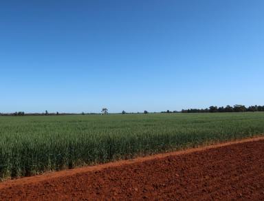 Farm For Sale - NSW - Griffith - 2680 - "SUNRISE"  QUALITY RED LOAM FARMING  929 acres and 329 acres with piped water scheme to both  (Image 2)