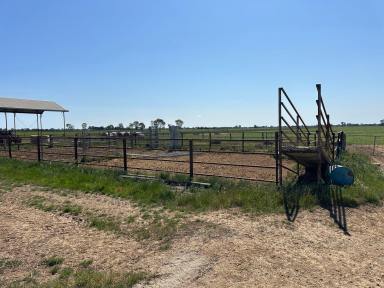 Farm For Sale - VIC - Cohuna - 3568 - Exceptional Grazing & Cropping Property Near Cohuna  (Image 2)